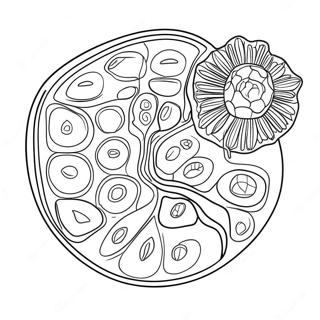 Planten Cel Diagram Kleurplaat 10817-8868