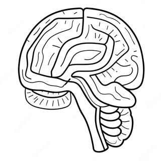 Kleurige Kleurplaat Van De Anatomie Van De Hersenen 11718-9598