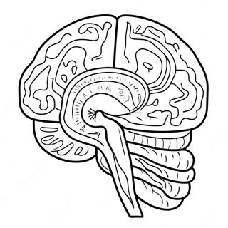 Kleurige Kleurplaat Van De Anatomie Van De Hersenen 11718-9600