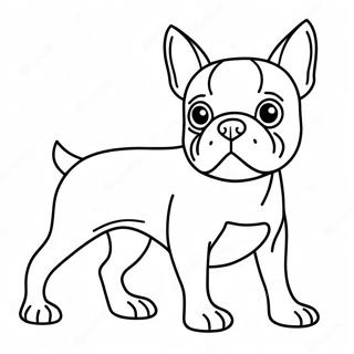 Boston Terrier Kleurplaat 16422-13838