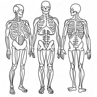 Anatomie En Fysiologie Kleurplaten