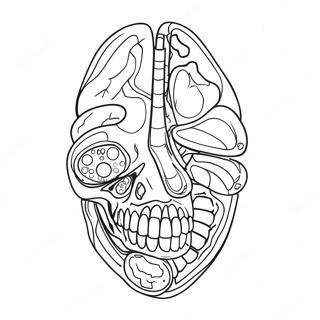 Kleurplaat Van Anatomie En Fysiologie 17173-14439