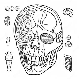 Kleurplaat Van Anatomie En Fysiologie 17173-14440