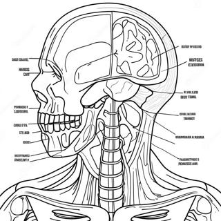 Anatomie En Fysiologie Werkbladen Kleurplaten