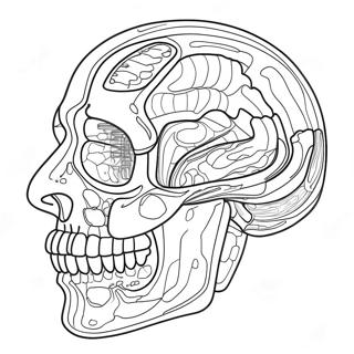 Anatomie En Fysiologie Kleurplaat 37505-31231