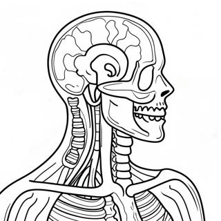 Anatomie En Fysiologie Kleurplaat 37505-31232