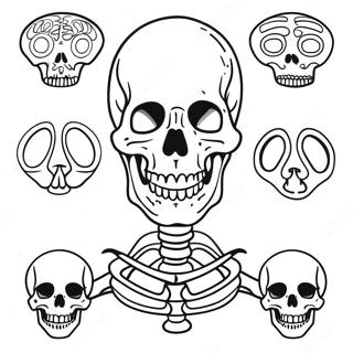 Menselijk Skelet Anatomie Kleurplaat 37506-31220