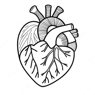 Hart Anatomie Kleurplaat 3950-3194