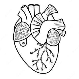 Hart Anatomie Kleurplaat 3950-3196