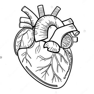 Gedetailleerde Hart Anatomie Kleurplaat 3951-3197