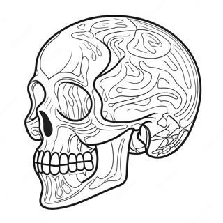 Schedel Anatomie Diagram Kleurplaat 41338-34319