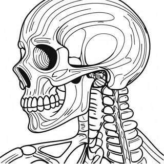 Gedetailleerde Skelet Anatomie Kleurplaat 50765-42294