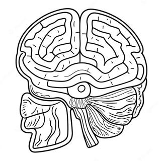 Anatomie Van De Hersenen Kleurplaat 53367-44344