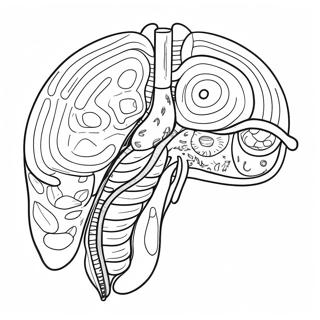 Kleurplaat Van Het Spijsverteringssysteem Diagram 53638-44709