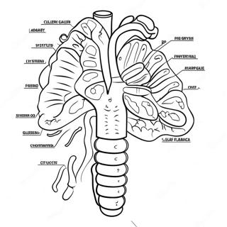 Kleurplaat Van Het Spijsverteringssysteem Diagram 53638-44710