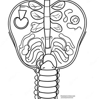 Kleurplaat Van Het Spijsverteringssysteem Diagram 53638-44711