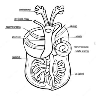 Kleurplaat Van Het Spijsverteringssysteem Diagram 53638-44712