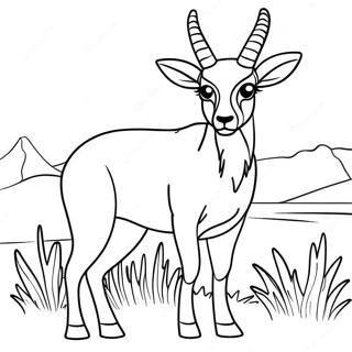 Antilope Kleurplaten