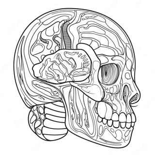 Dierlijke Anatomie Kleurplaten