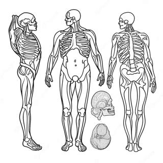 Anatomie Kleurplaat 981-782