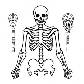 Menselijk Skelet Anatomie Kleurplaat 982-786