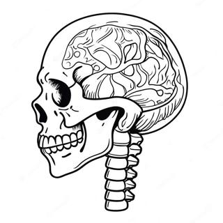 Menselijk Skelet Anatomie Kleurplaat 982-787